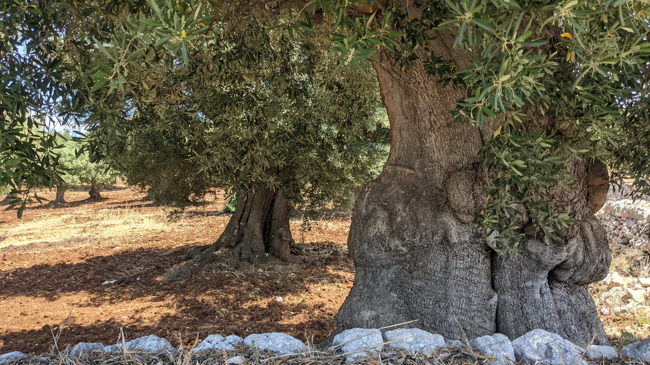 Oliveto italiano al tramonto