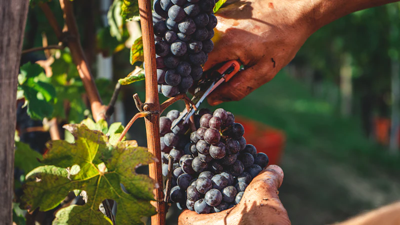 Raccolta dell'uva Nebbiolo, Serralunga (Italia)