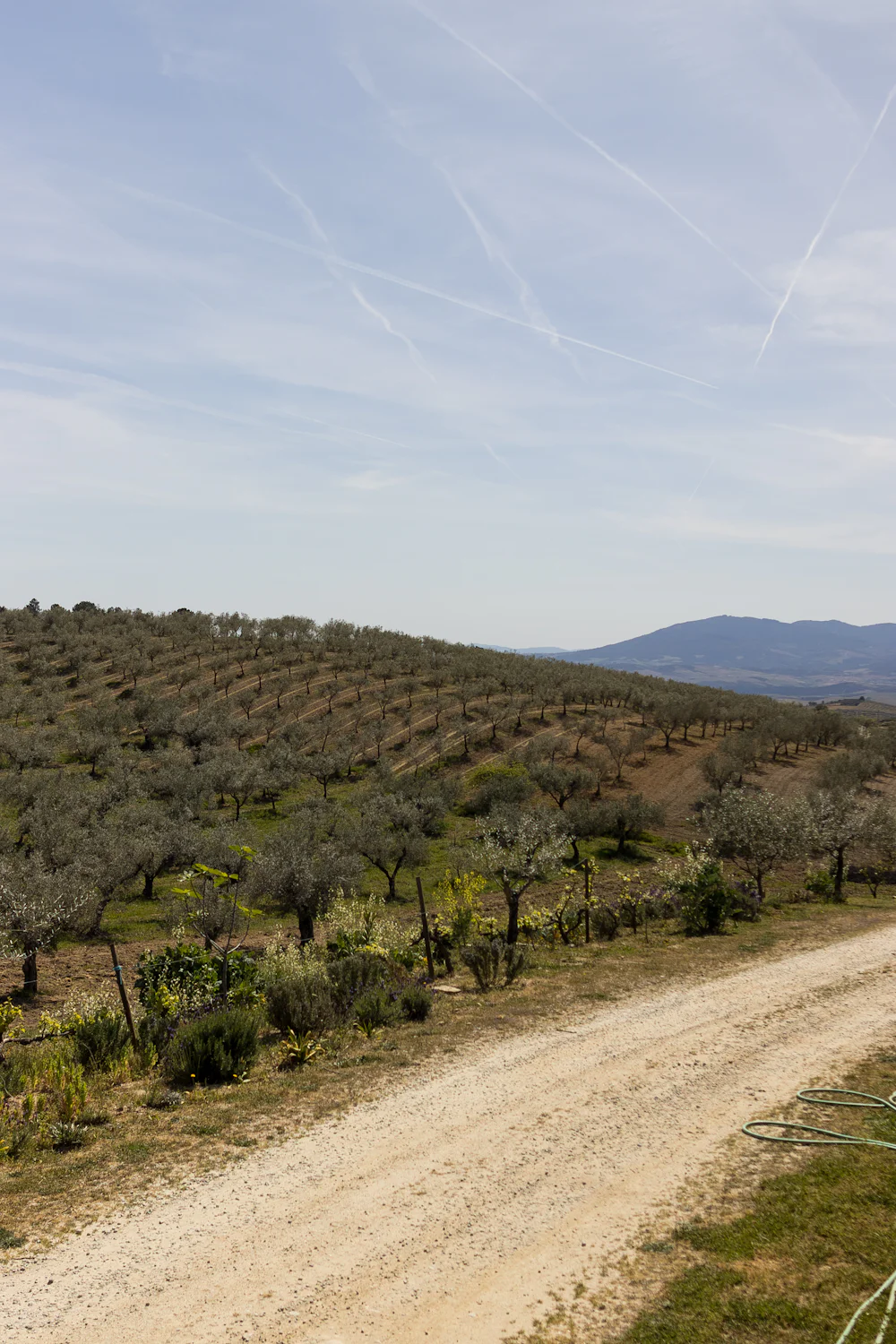 Sentiero tra gli ulivi — oliveto mediterraneo gestito con agricoltura di precisione