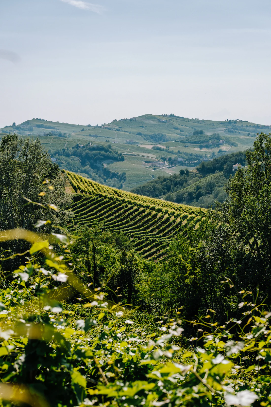 Vigneto italiano in Piemonte — agricoltura di precisione applicata al territorio