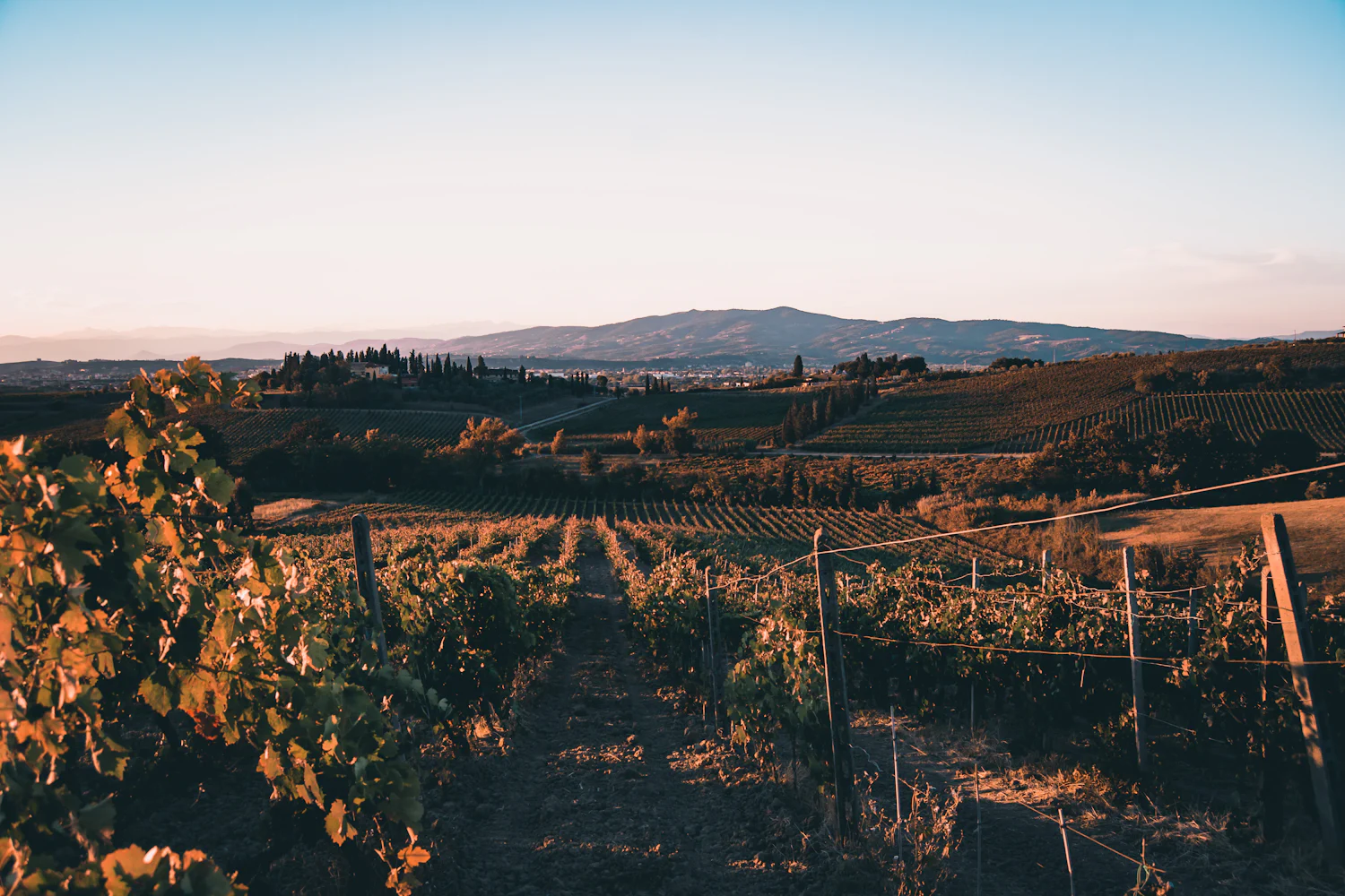 Vigneto toscano con vista sulle colline